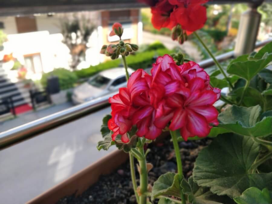 necesarul de apa udatul la muscata curgatoare geranium