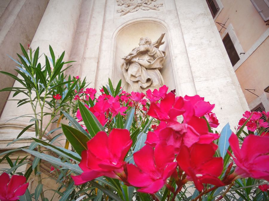 folosirea florilor in istorie