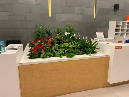 plante decorative birou