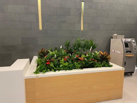 florarii cu plante pentru birou