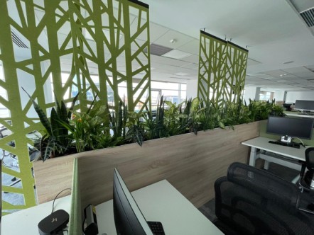 plante benefice pentru birou