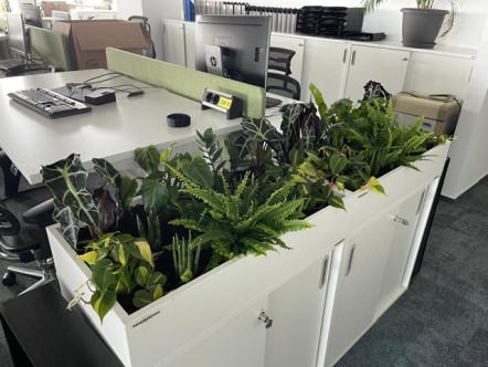 plante birou feng shui